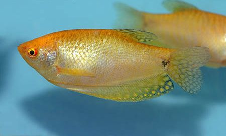 Gouramis