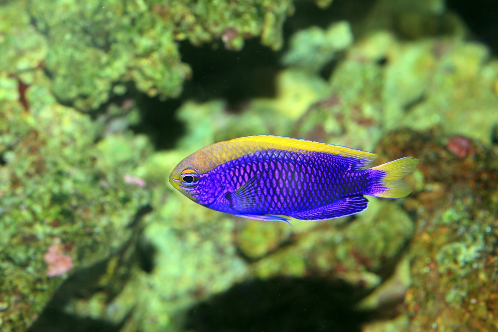 damsel fish delivered to