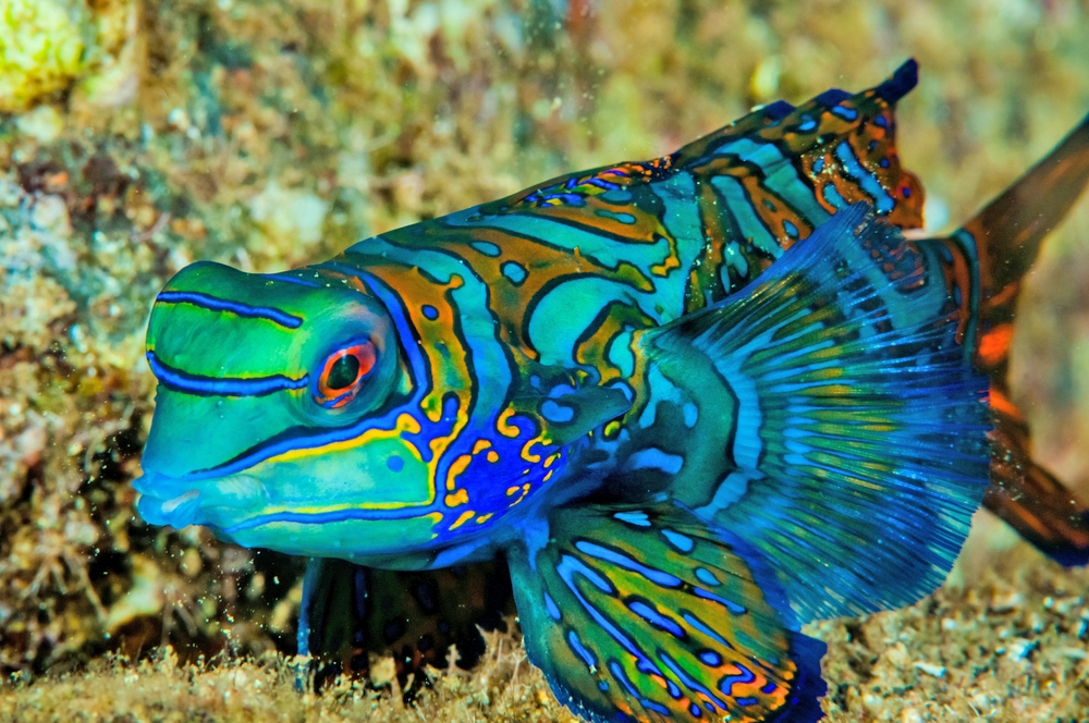 mandarin fish delivered to