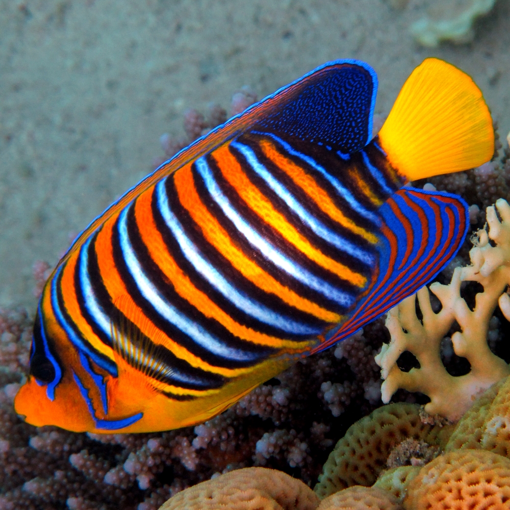 marine angelfish fish delivered