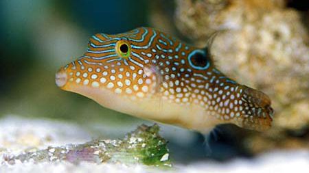 puffer fish delivered to your door in australia