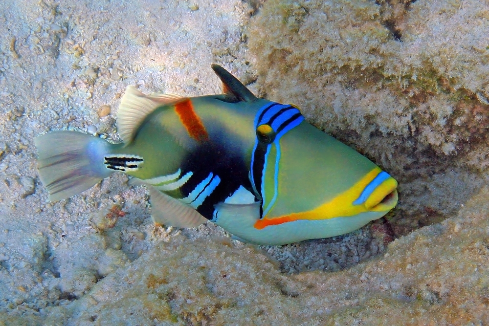 triggerfish delivered anywhere in