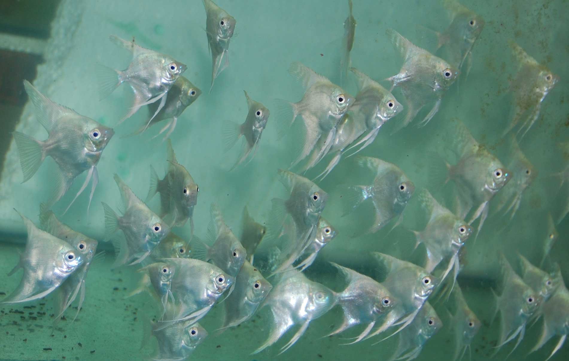 angel fish freshwater