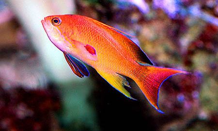 marine anthias fish delivered