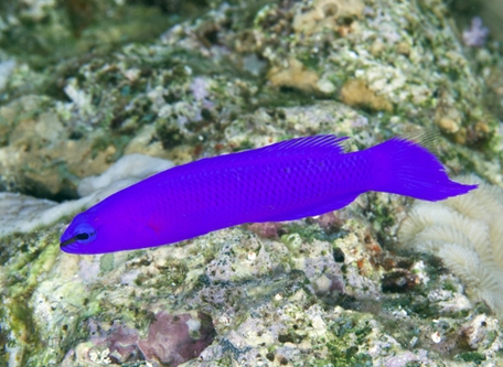 dottyback fish delivered to