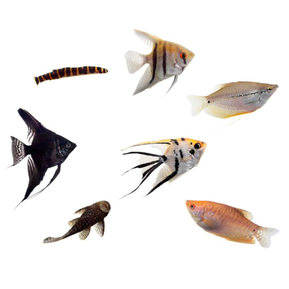 livefish com au australia s aquarium fish home delivery experts